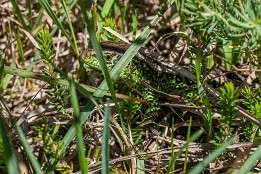 Alpen_Juni_2020-4 Zau-Eidechse