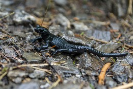 Bild_2015-27 Bergmolch