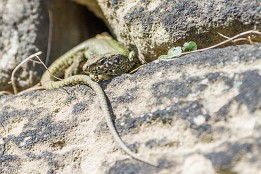 Bilder2017-49 Sonnenplatz
