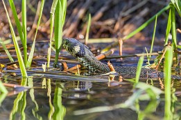 Bilder2017-60 Gesehen im Spreewald Anfang April - sie nutzt noch die Abendwärme der Sonne