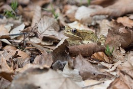 Polenztal-2 Kröte im Polenztal im März