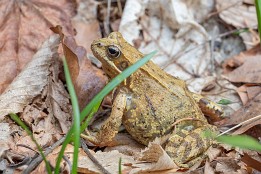 Polenztal-3 zweite Ansicht