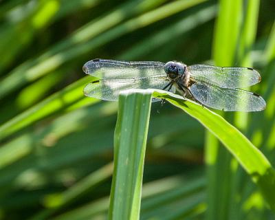 Bilder2016-20 Libelle, gesehen im Spreewald, Ende Juli. Beim Fliegen rascheln die Flügel wie dünnes Papier.