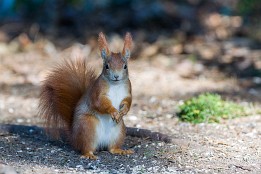 Bild_2015-4 Eichhörnchen