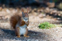 Bild_2015-5 Das hat sich Otto sicher von den Eichhörnchen abgesehen.