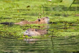 Bilder2016-21 Nutrias in der Hauptspree - die Tiere hatten keine Scheu vor den Paddlern. Man konnte sehr gut beobachten, wie sie sich den Bauch mit Wasserpflanzen füllten.