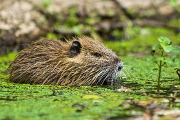Bilder2017-126 Nutria (Jungtier)