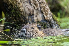 Bilder2017-127 Nutria in der Speisekammer