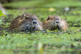 Bilder2017-128 Gute Freunde