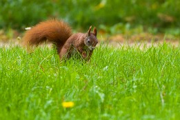 Bilder2017-150 Auf dem Sprung.