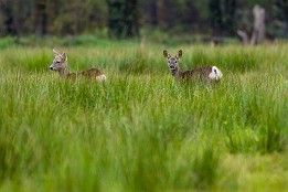 Bilder2017-154 Rehe nahe Eiche im Spreewald.