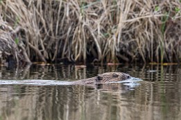 Ruppiner_Seen-13 Der Biber posiert förmlich um mein Boot herum (Kremmener Rhin April 2015).