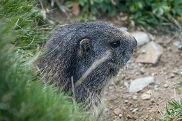 Schweiz2016-61 junges Murmeltier, Lunguardtal
