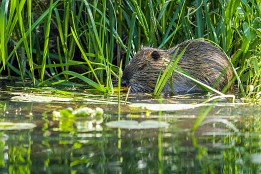 Website-119 Nutria, im Spreewald