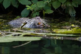 Website-121 Vegetarier - Wasserpflanzen scheinen zu schmecken.