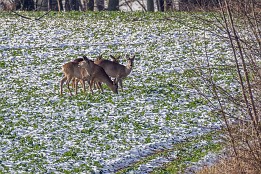 Website-33 Am Waldrand.