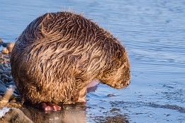 Website-52 Größer als ein Fuchs. Was für ein schönes Tier - Biber. Im Winter gesehen, mitten in Dresden an der Elbe.
