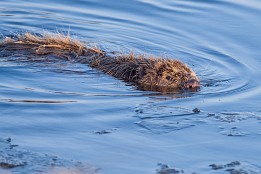 Website-53 Blick-Kontakt. Ich bin nur ca. 3..4m entfernt. Aber die Biber in Dresden sind bei weitem weniger scheu als sonst üblich.
