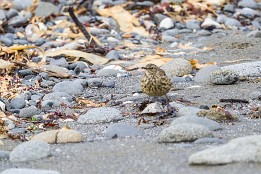 Tiere-5 Am Strand auf Sky