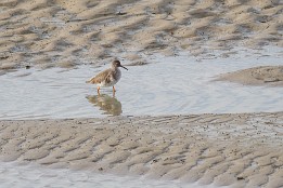 Zwin_Okt2023-1 Rotschenkel (Zwin, Belgien)