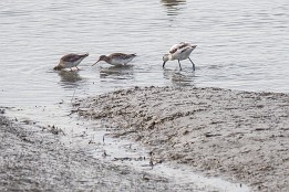 Zwin_Okt2023-2 2 Rotschenkel und ein Säbelschnäbler (Zwin, Belgien)
