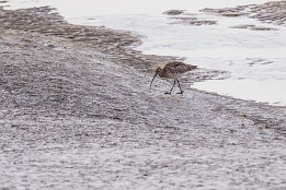 Zwin_Okt2023-3 Brachvogel (Zwin, Belgien)