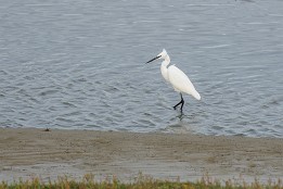 Zwin_Okt2023-4 Silberreiher (Zwin, Belgien)