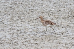 Zwin_Okt2023-5 Brachvogel (Zwin, Belgien)