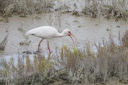 Zwin_Okt2023-6 Schneesichler, Ibis-Art (Zwin, Belgien) - kommt eigentlich aus Amerika