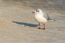 Bild_2014-2 Lachmöwe im Winter, Insel Rügen
