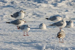 Bild_2014-3 Lachmöwen am Strand von Baabe