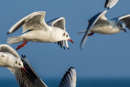 Bild_2014-4 Flugmoment