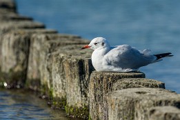 Bild_2014-49 Ruheplatz am Strand (Insel Hiddensee)