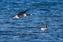 Bild_2014-52 Nonnengans (Insel Hiddensee)