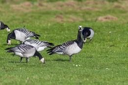 Bild_2014-53 Nonnengänse bei Kloster auf der Insel Hiddensee