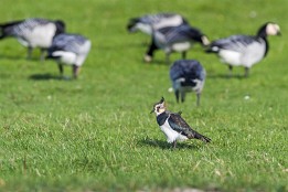 Bild_2014-54 Kiebitz - hält sich gern bei den Nonnengänsen auf (Insel Hiddensee).