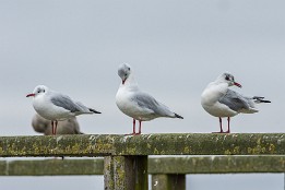 Bilder2017-136 Posen