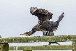 Bilder2017-137 Fast trocken