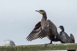 Bilder2017-138 Lufttrocknung