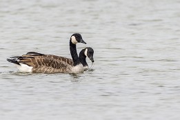 Bilder2017-143 Nonnengänse vor Schaprode
