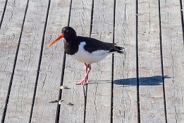 Tiere2018-3 Austernfischer (Oslo)