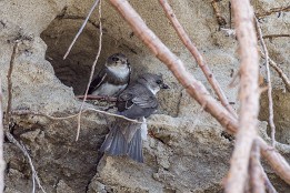 Website-130 Uferschwalben (Insel Rügen)