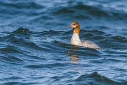 Website-167 Gänsesäger (Rügen vor Lohme)