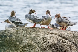 Website-168 Wer macht denn hier schon wieder Stress? (Gänsesäger Insel Rügen)