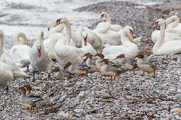 Website-169 Ansammlung (Steilufer zwischem Lohme und Königstuhl)