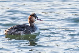 Website-66 Haubentaucher im Sassnitzer Hafen