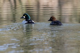 Bild_2015-15 Schellenten-Pärchen im Spreewald