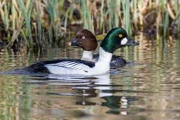 Bild_2015-16 Schellenten (Spreewald)