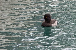 Bilder2016-32 Reiherente