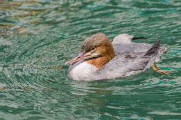 Bilder2016-34 Gänsesäger Weibchen (Thun, Schweiz)
